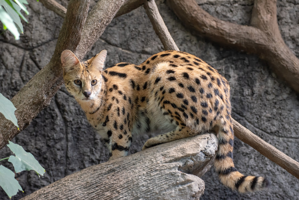 Co je serval a proč si ho pořídit? - CARACALYA