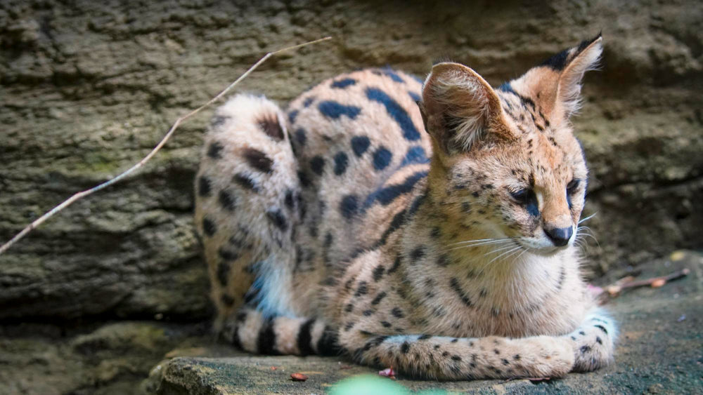 Jak začlenit servala do rodiny a co připravit před jeho příchodem - CARACALYA