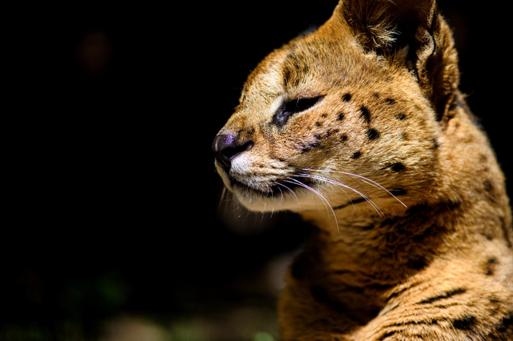 Serval jako první domací mazlíček lidské civilizace! - CARACALYA