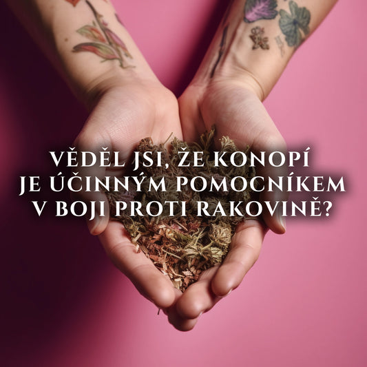 Konopí může být účinným pomocníkem v boji proti rakovině. - CARACALYA