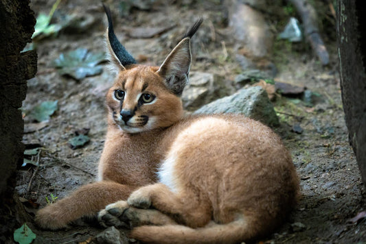 How to buy serval or caracal kitten successfully! - CARACALYA